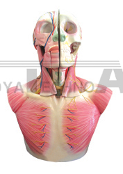 The dissection model of head and cervix with brain